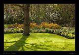 Keukenhof Hollandia 067